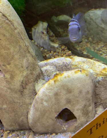 Cichlid parents 